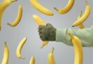 A man's hand caught a falling banana. Falling bananas against a gray background.