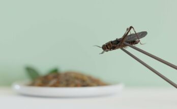 rovar háttérben egy tányér étel